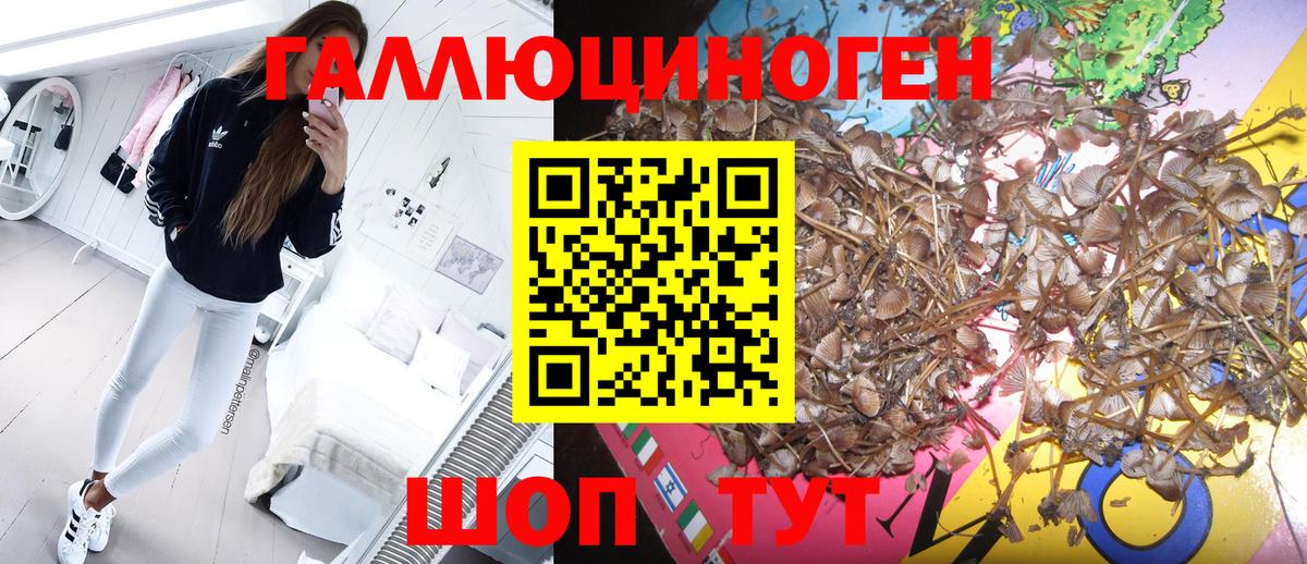 Приморско-Ахтарск  Псилоцибиновые грибы мицелий  Вход с VPN 